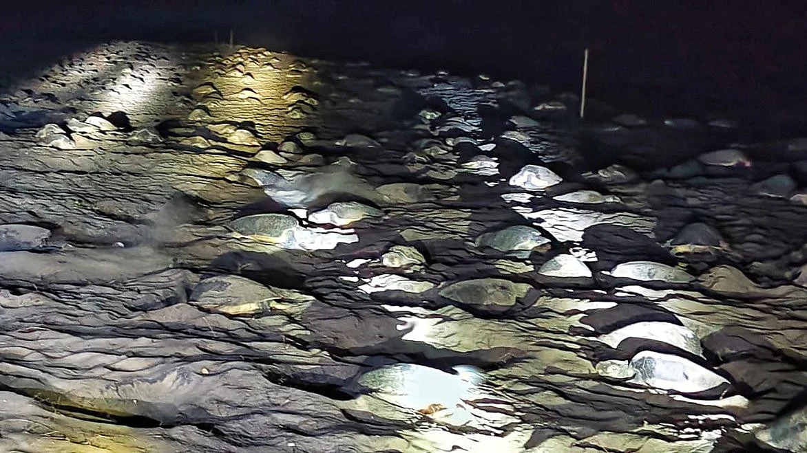 In moonlight and spotlight, arribada of Olive Ridley turtles at Gahirmatha beach — a week late this year