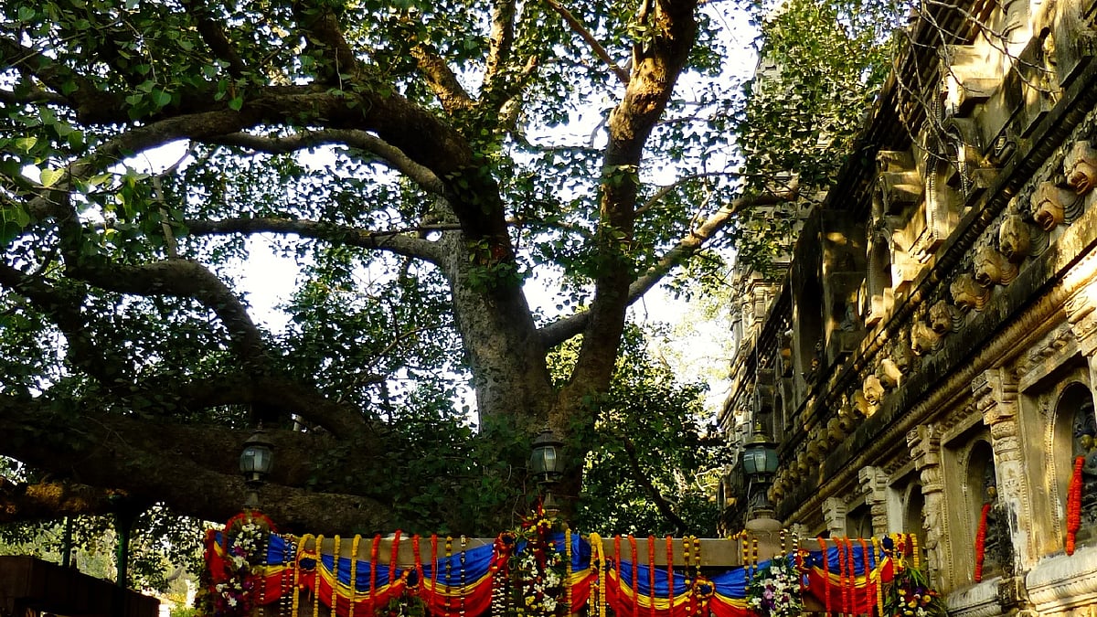 The Bodhi tree in Bodh Gaya