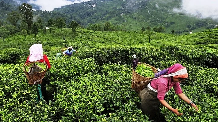 Workers busy at a tea garden (photo: social media)