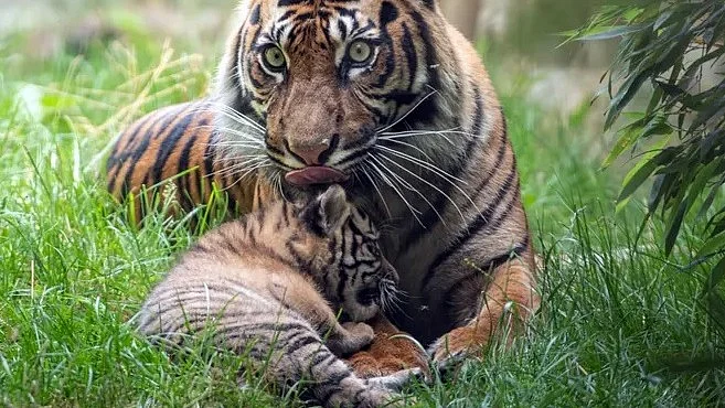 Tigress rears its cubs till two years in wild, says park's field director (photo: IANS)