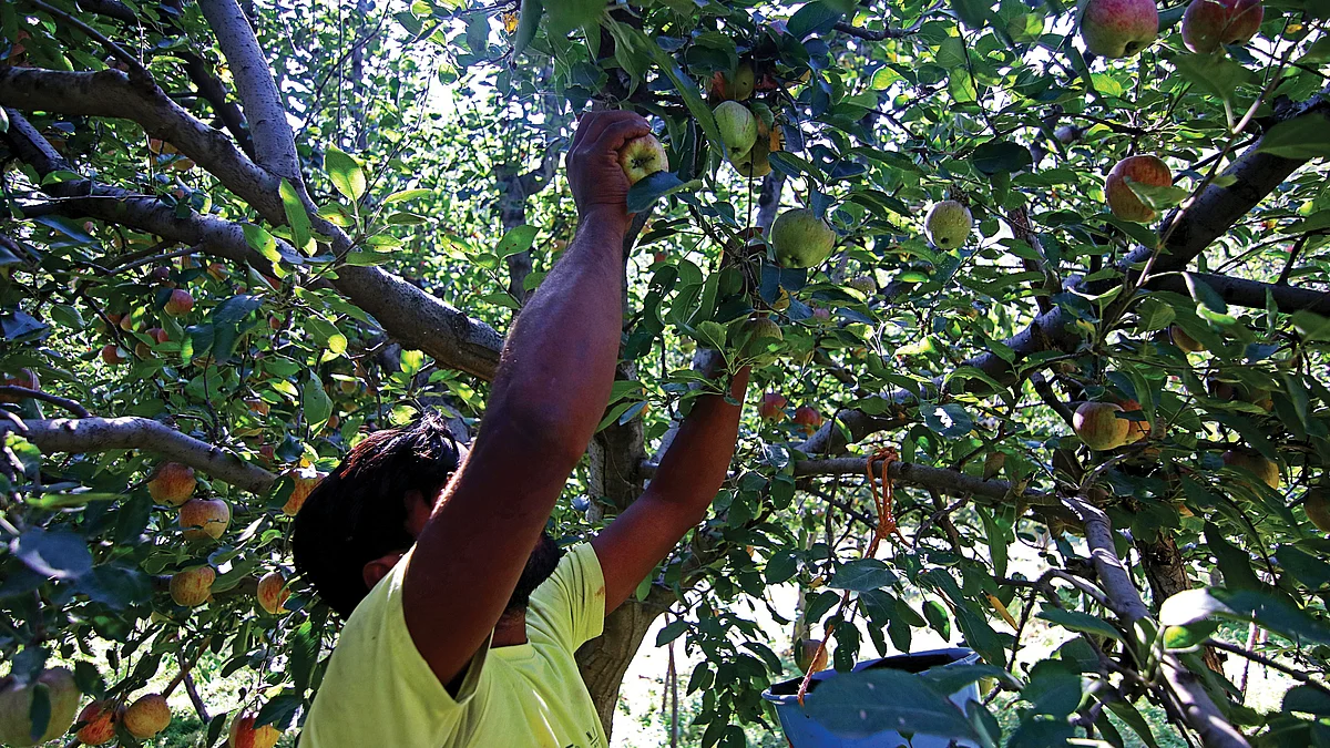 If India further slashes import duties, apple-growers will be doomed