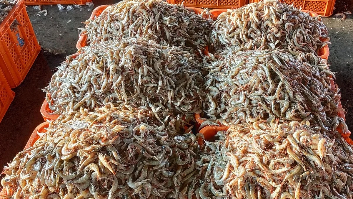 Indian seafood exports, especially prawns, among those burdened by US tariffs (on top of an old ban)