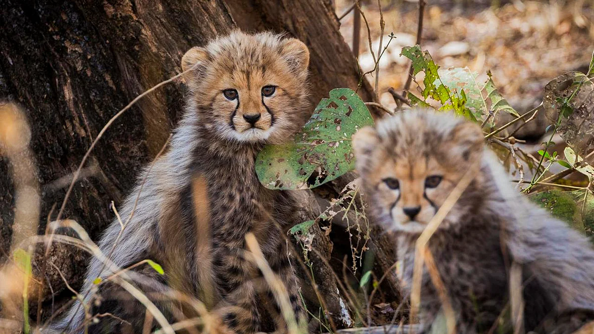 A pair of two-month-old cheetah cubs born in Kuno National Park in 2024