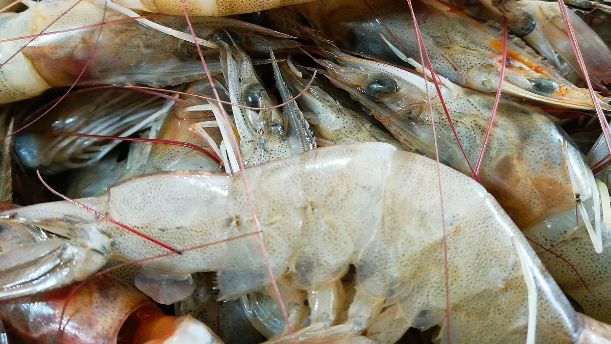 Representative image (source: Blue Catch/Facebook)