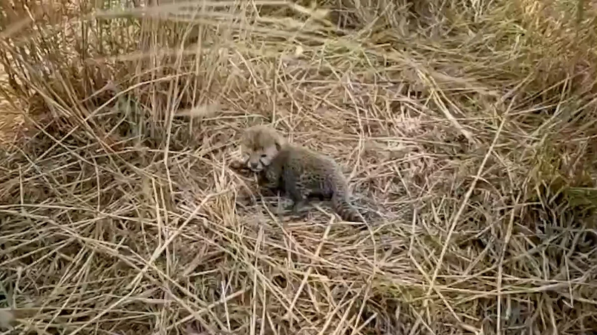 One of Nirva's five cubs at Kuno National Park 
