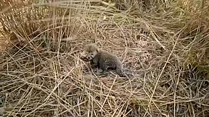 Cheetah Nirva gives birth to five cubs at Kuno National Park: CM Yadav