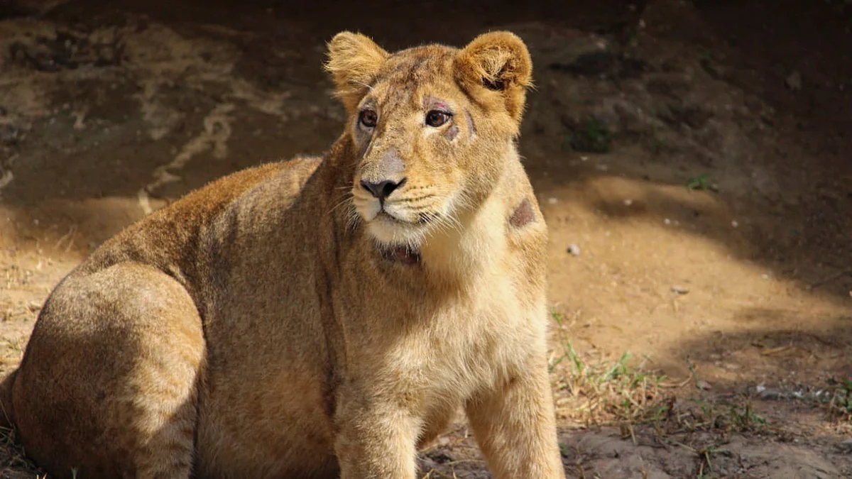 Mahagauri the asiatic lioness