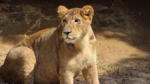 One Asiatic lion cub born in Delhi Zoo dies, another under veterinary care