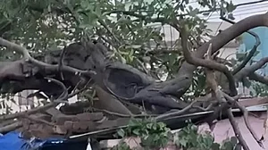 Tragedy in Dwarka: Tree collapse claims four lives amid heavy rain