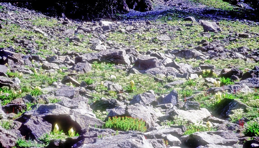 Parvati ka bageecha (photo: author)