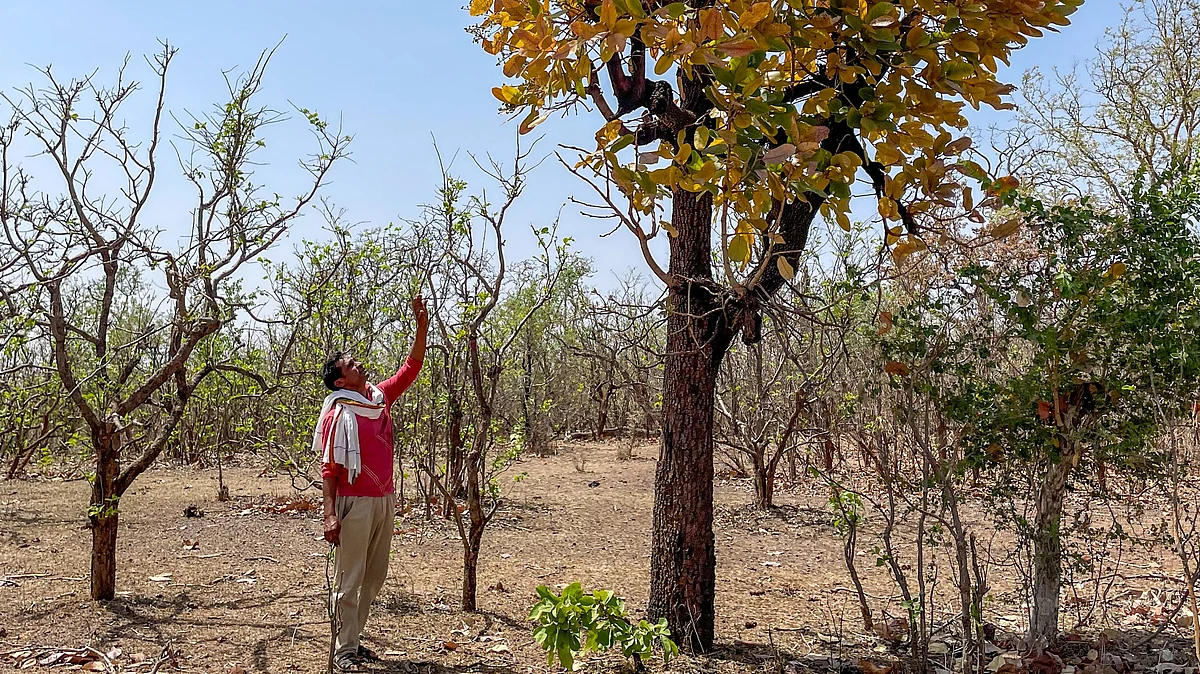 A member of tribal community collects chironji from Shahabad forest (photo: PTI)