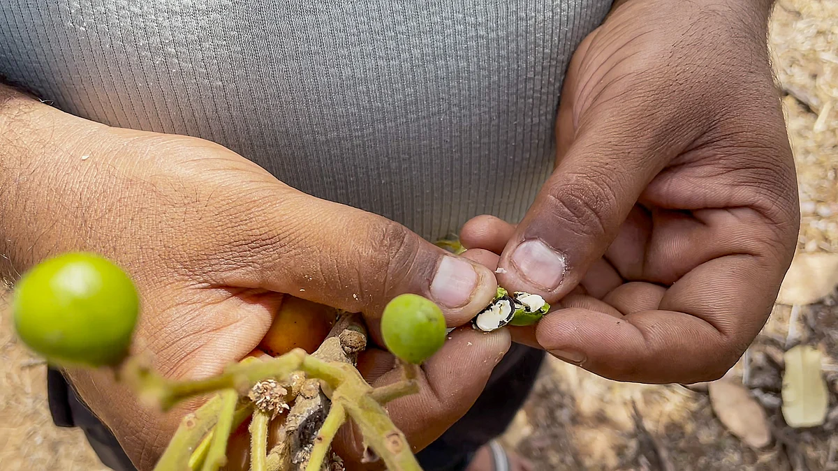 A man shows chironji collected from Shahabad forest (photo: PTI)