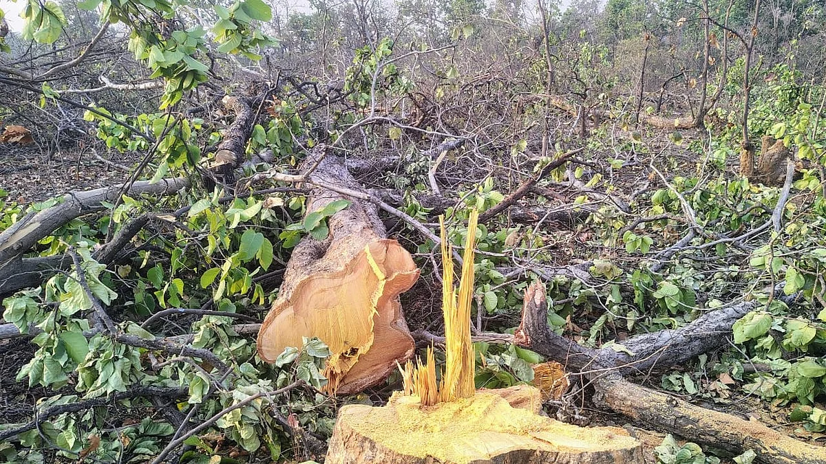 Tree feeling in Kanchi Gachibowli Forest near University of Hyderabad