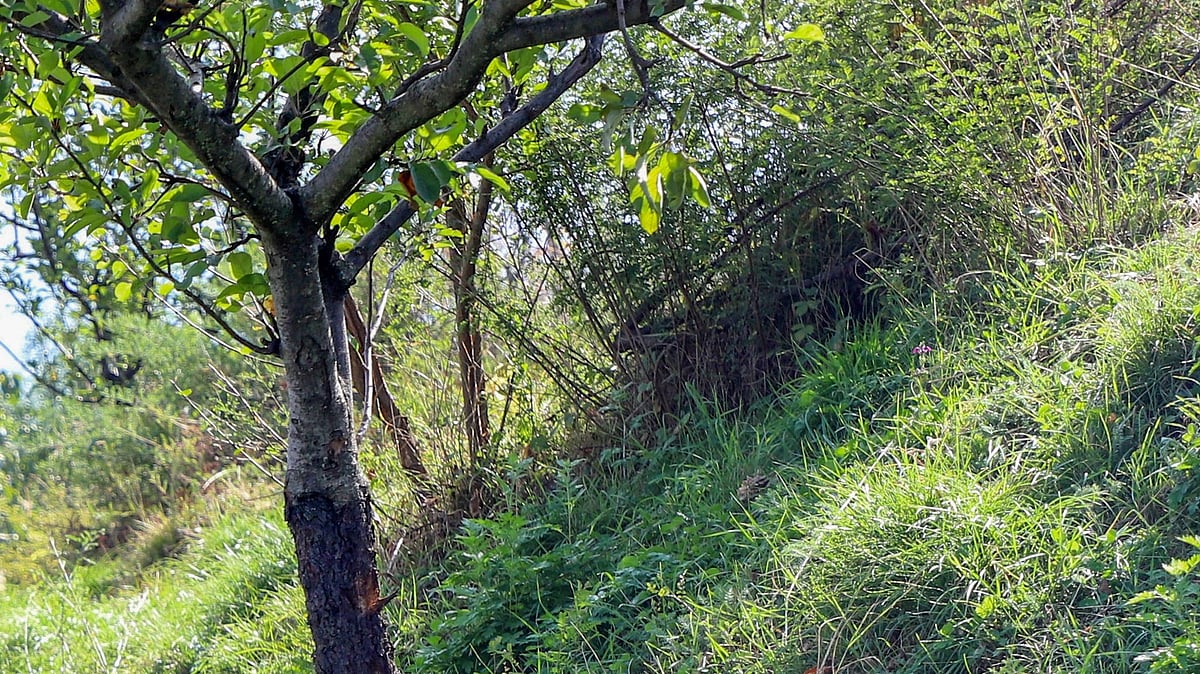 India among world’s few countries to record rise in forest cover