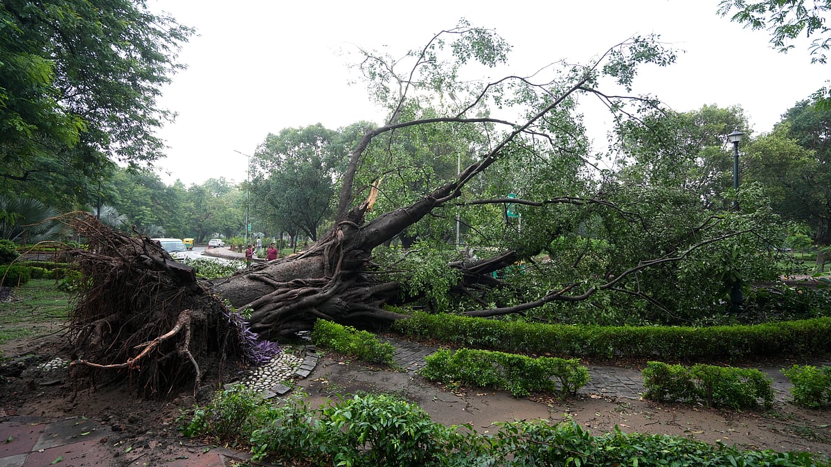 An uprooted tree in New Delhi on 25 May (photo: PTI)