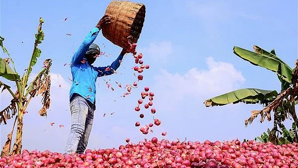Too much onion a pleasure for consumers but a problem for the farmer
