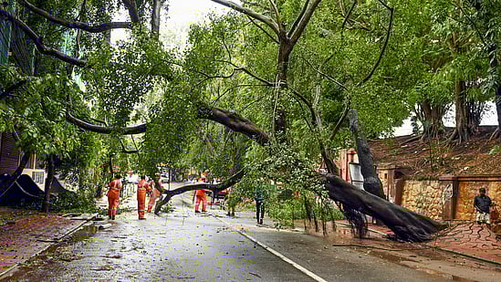 Kerala battered by intense rains; Uprooted trees cause damage, fatality