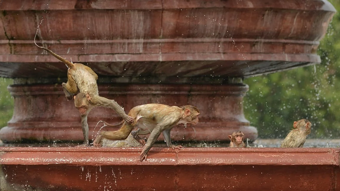 Monkeys take refuge in the warm waters of a fountain in Delhi on an overly warm May day (photo: Vipin)