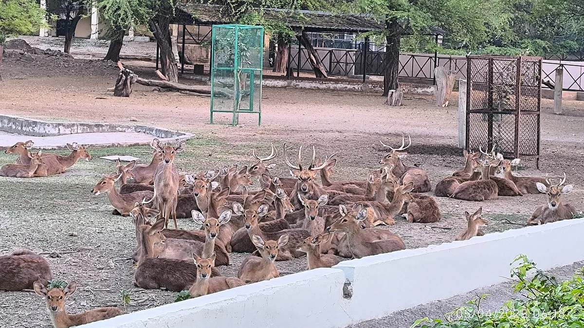 Manipuri sangai deer, an endangered subspecies of Eld's deer, at the Delhi National Zoo
