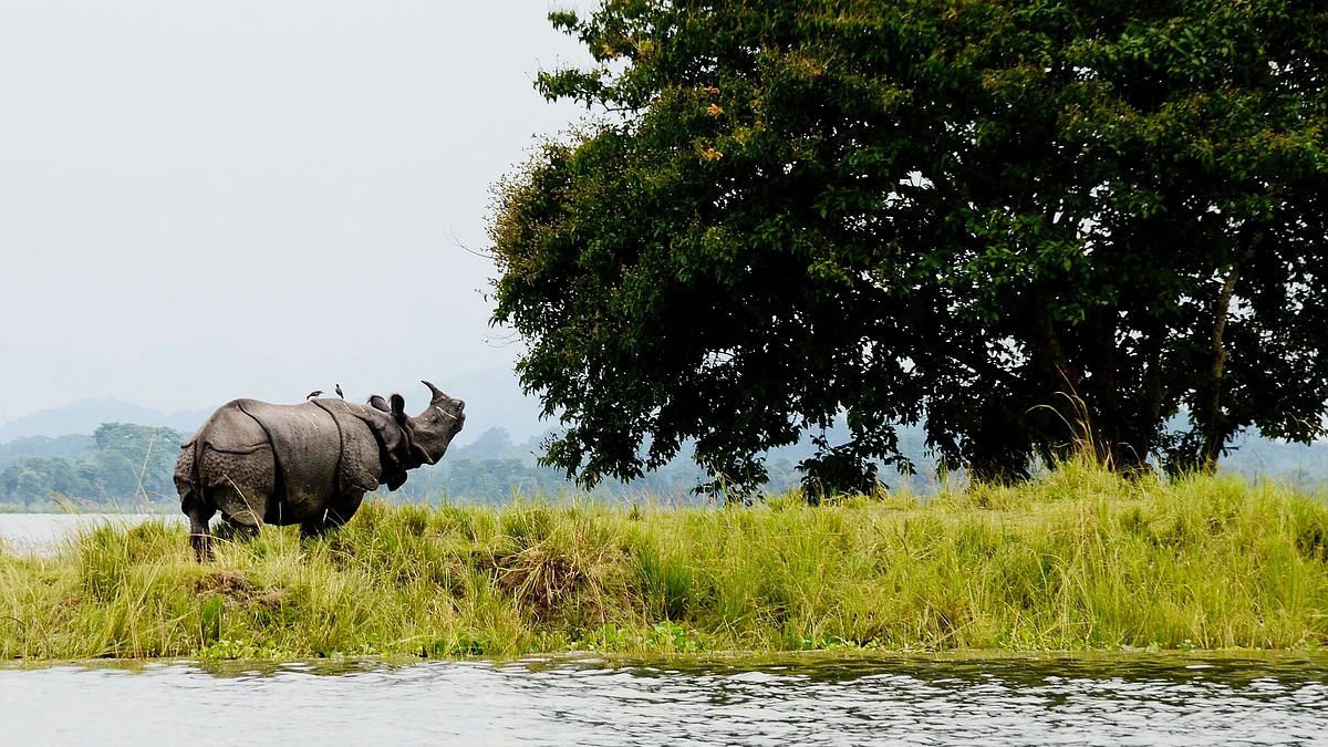 An adult male one-horned rhino at Kaziranga National Park