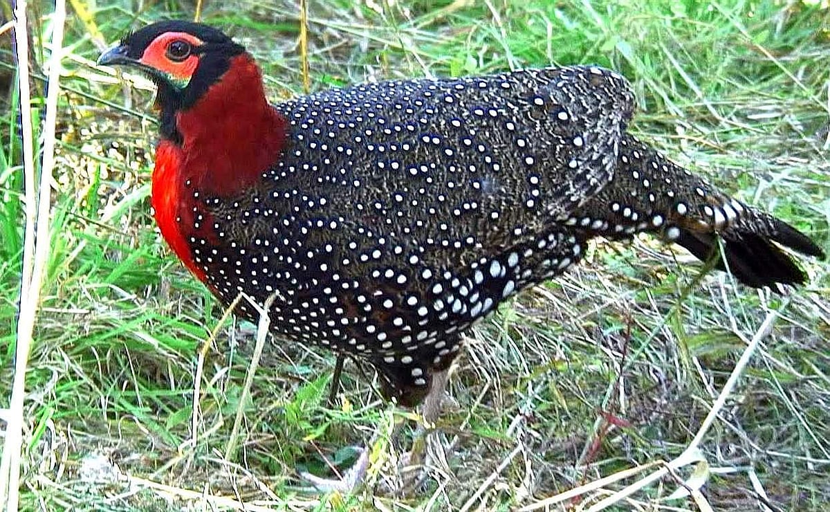 The incomparable Western Tragopan pheasant