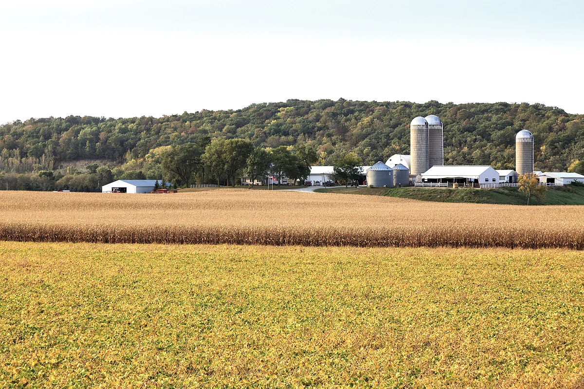 Corn and soyabean fields in Minnesota, US