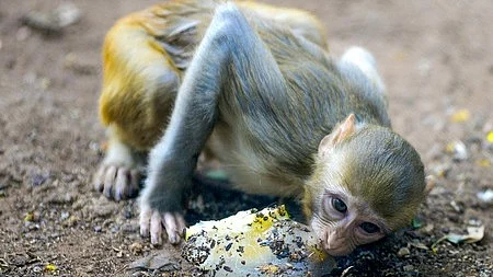 Representative image of a monkey (photo: IANS)