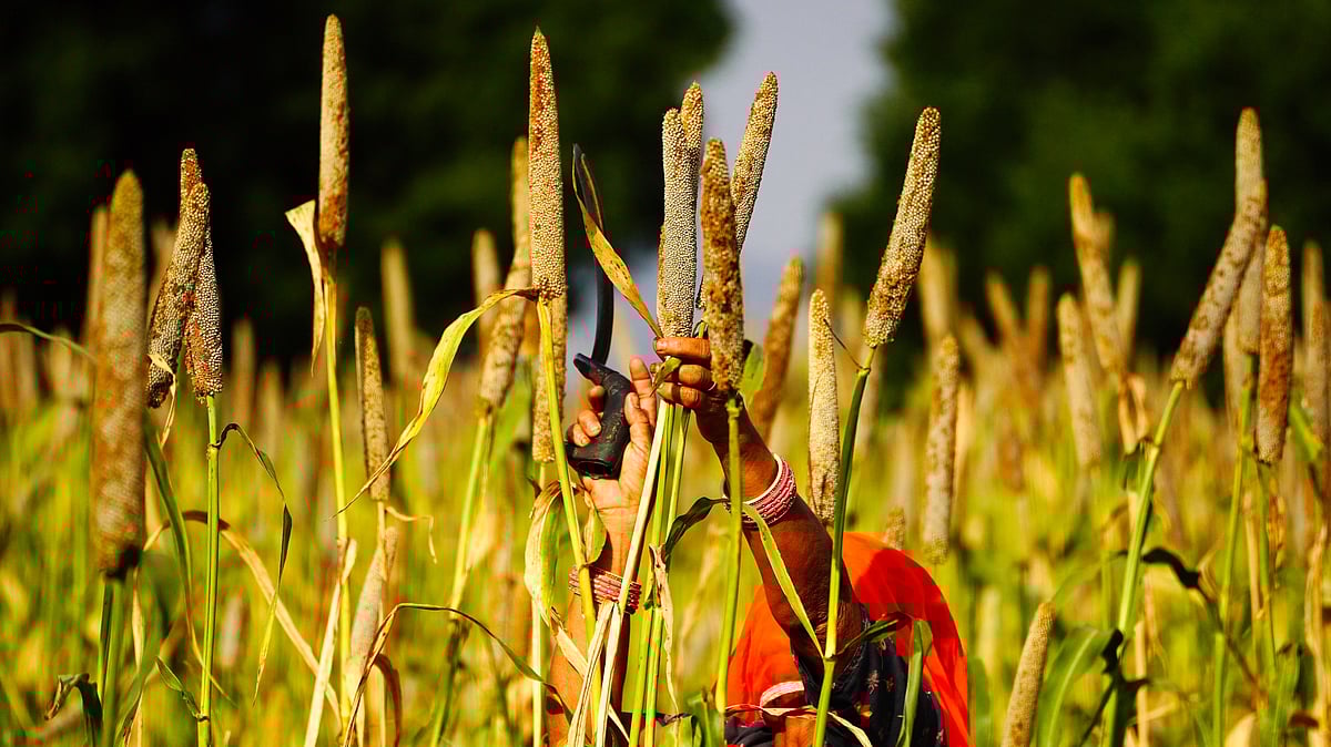 As India nears US trade deal, rural economy braces for impact