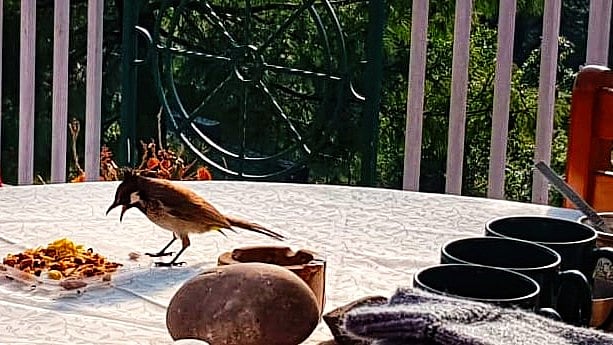 A bulbul joins in the morning tea (photo: author)