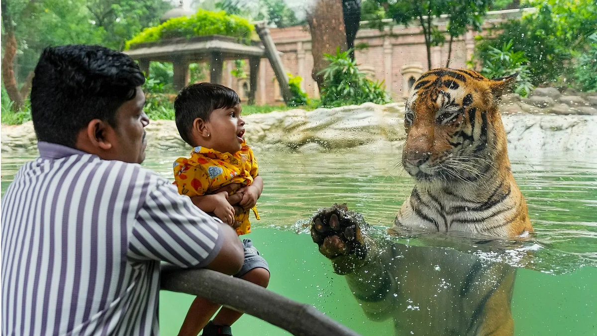 Royal Bengal tiger Shakti at Byculla Zoo in Mumbai (photo: PTI)