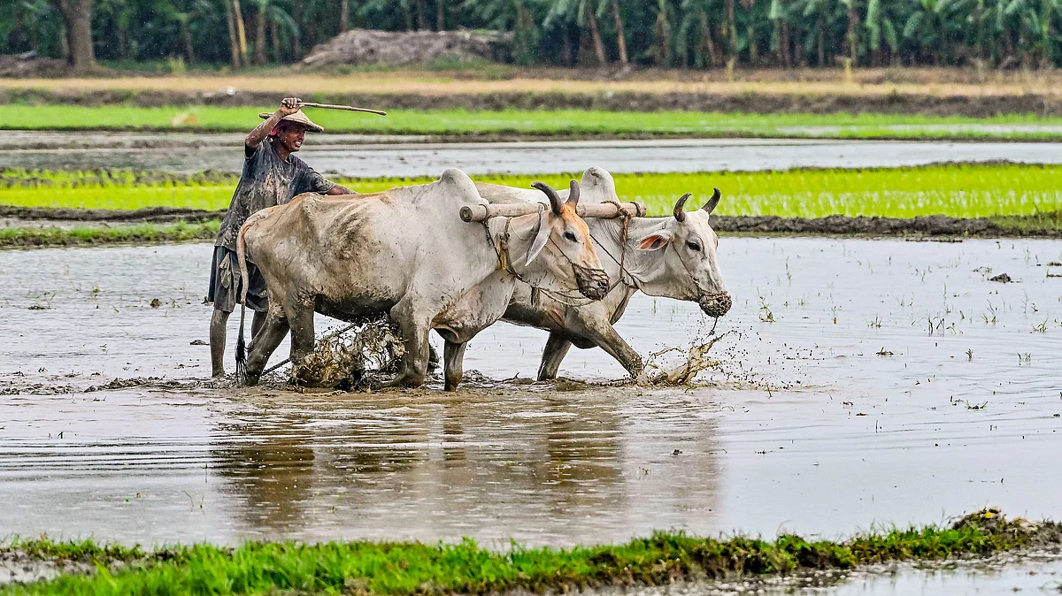 A farmer in his waterlogged filed in Nadia district (photo: PTI)