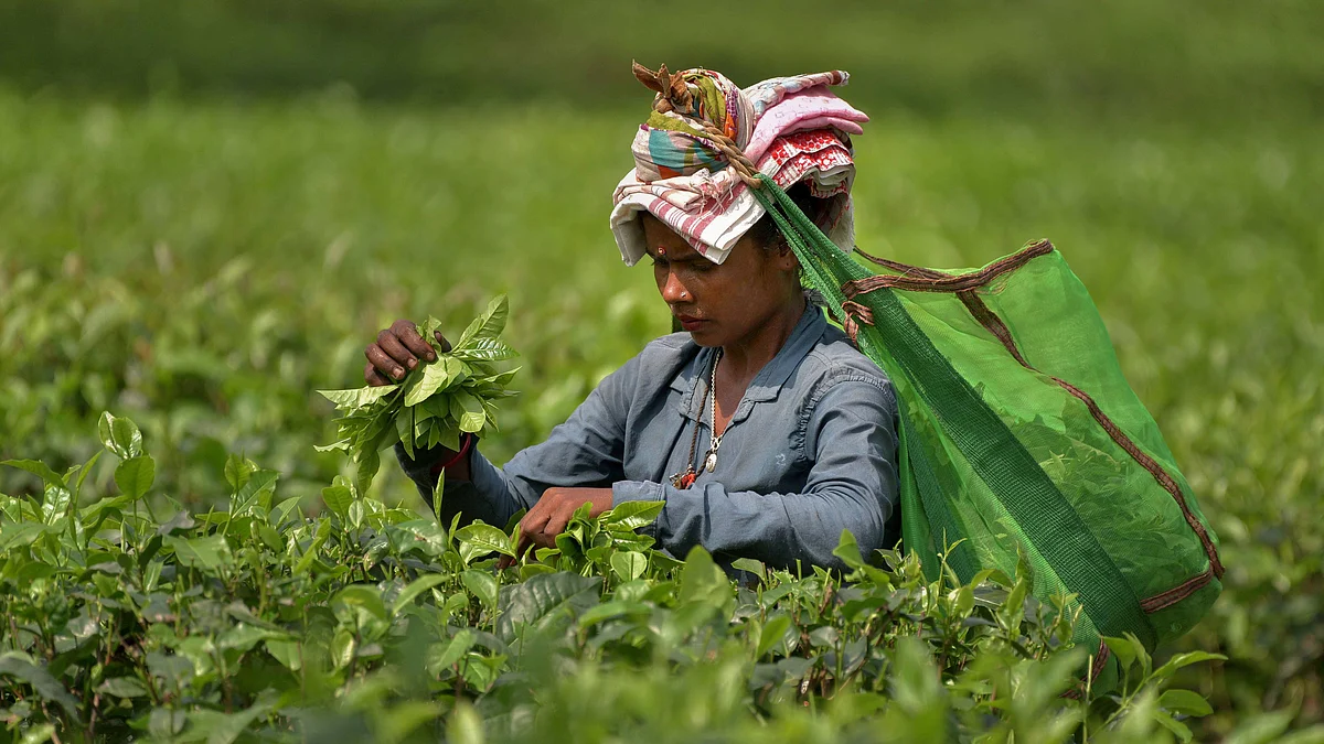 Tea garden worker in Nagaon (representative image)