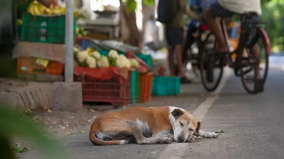 No freedom any more for community dogs, per the Supreme Court's latest order