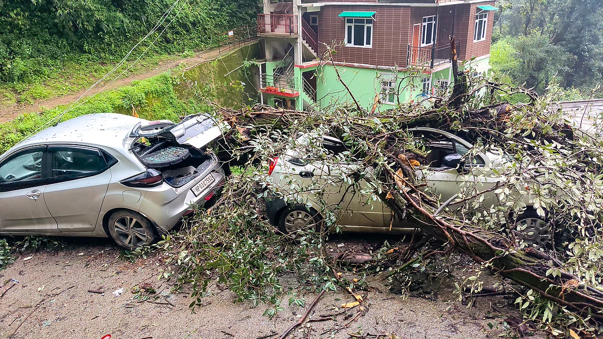 Vehicles crushed under uprooted trees following heavy rainfall in Shimla, 12 August 2025