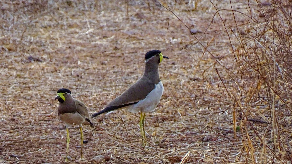 The yellow-wattled lapwing, endemic to peninsular India, is among the heat-vulnerable species