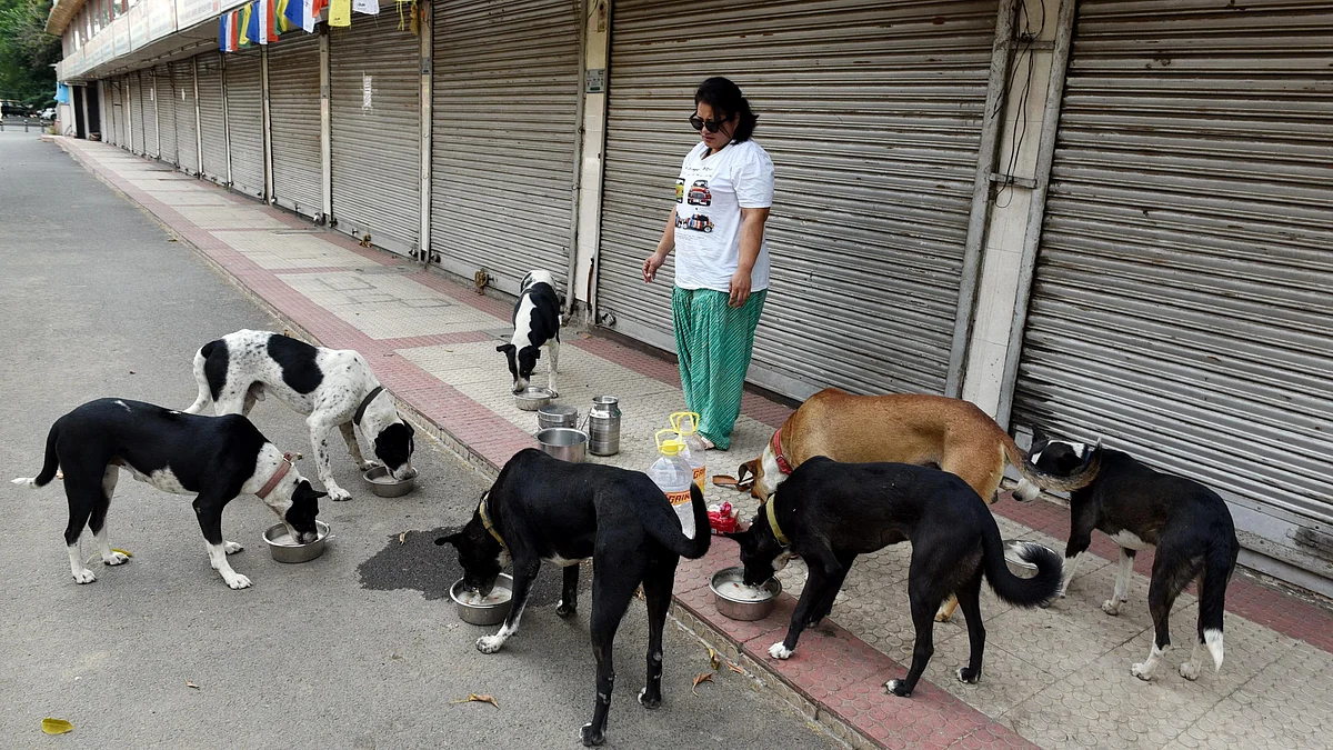 Problem of stray dogs due to inaction of local authorities: Supreme Court