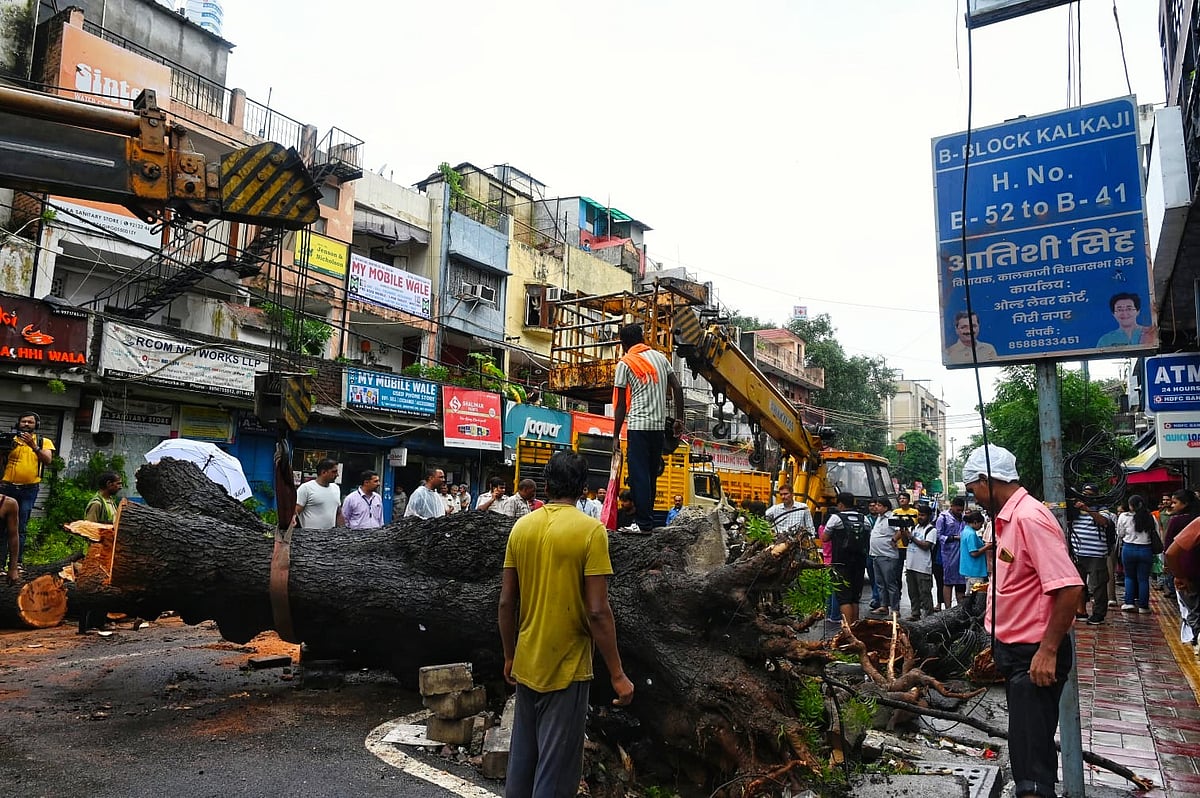 The tree which killed a man and injured his daughter in Kalkaji