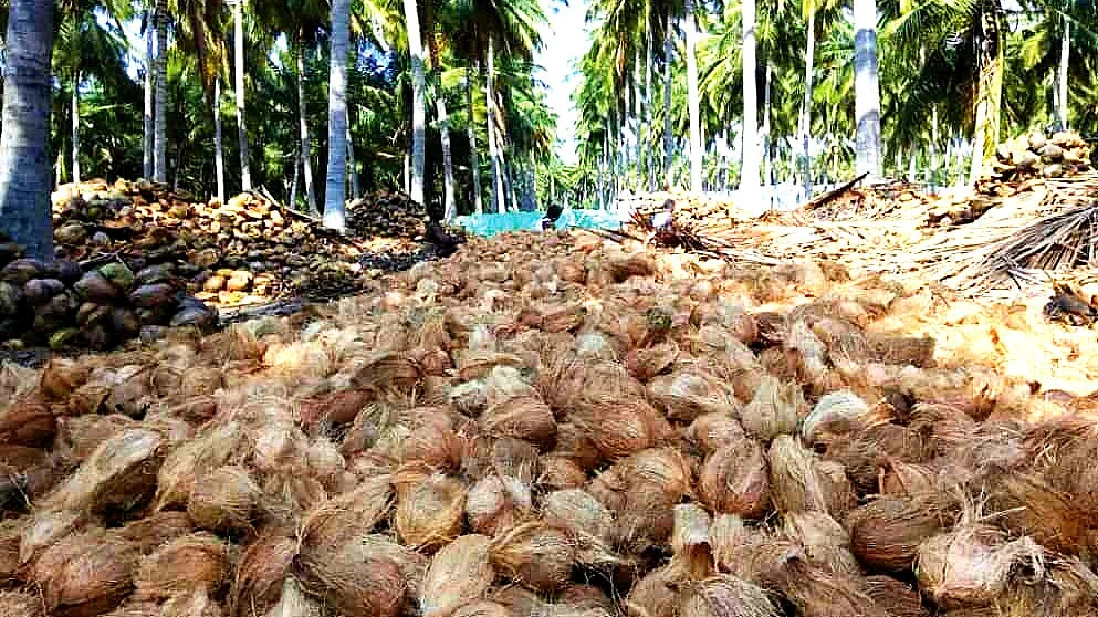 Kerala: The pricey state of coconut oil