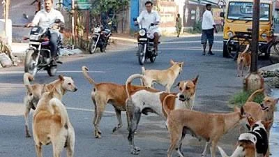 The dogs of Delhi
