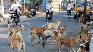 Supreme Court’s stray dog stand finally sparks satisfaction