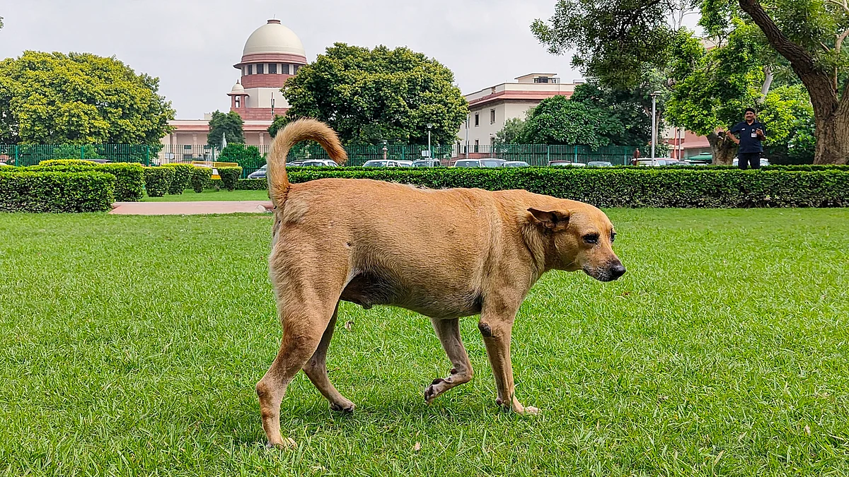 A stray dog with the Supreme Court in the background