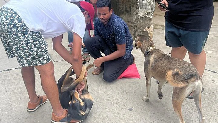 Dogs in Vasant Kunj, Delhi, come happily to be vaccinated amid familiar humans