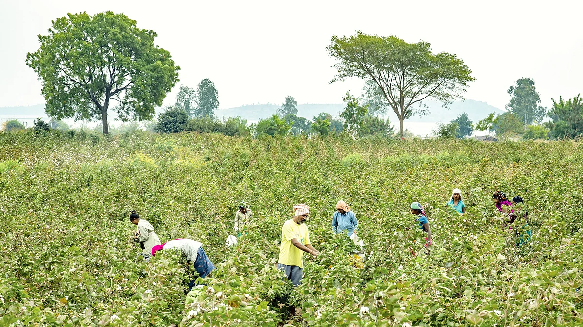 Cotton farmers at work in Gujarat’s Narmada district