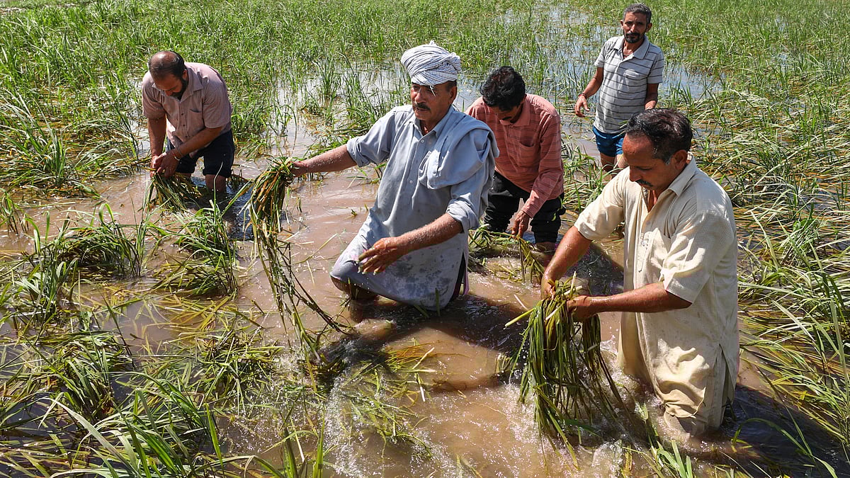 Farmers in Jammu display crops ravaged by floods