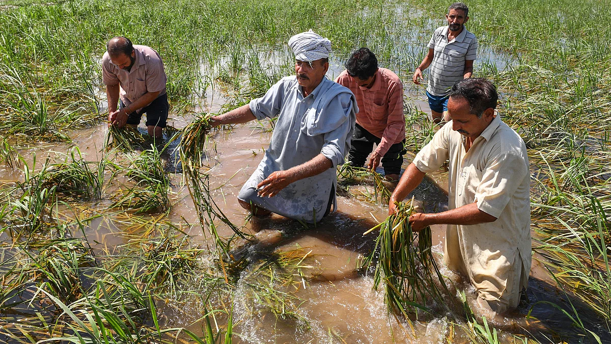 Farmers in Jammu display crops ravaged by floods