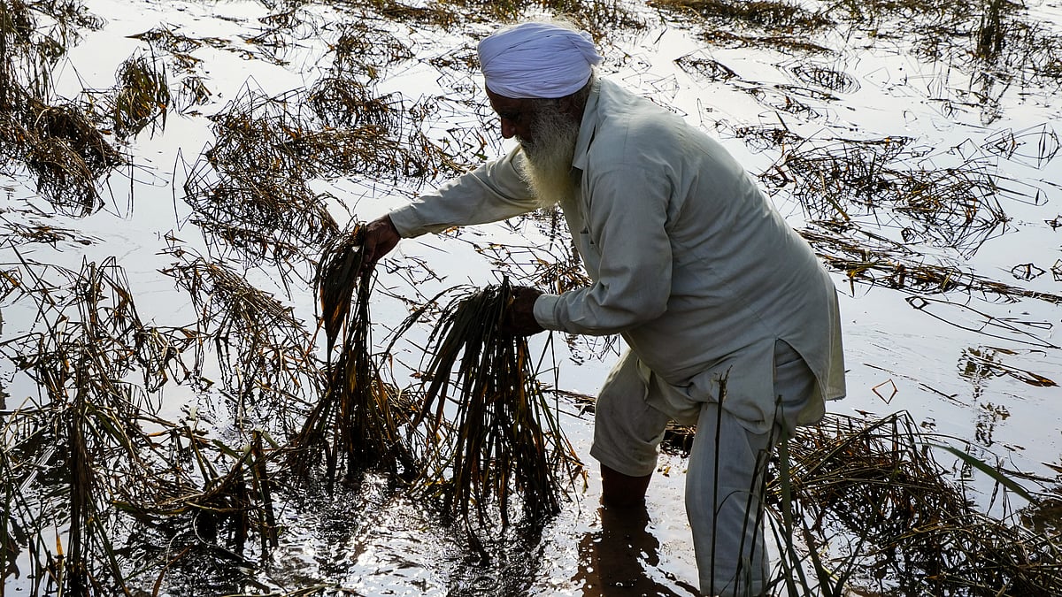 Farmer Gurmeet Singh checks his damaged crops in Kot Gurbaksh village of Ajnala, in Amritsar district