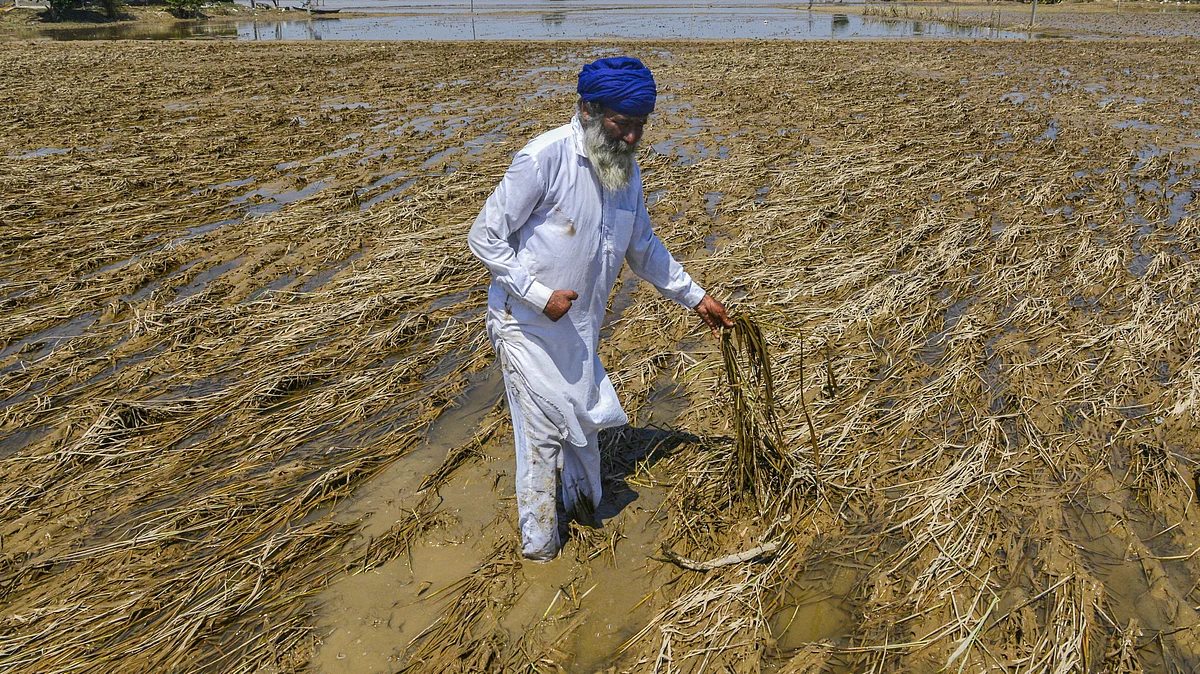 A farmer inspects his damaged paddy field in Baupur, Kapurthala district