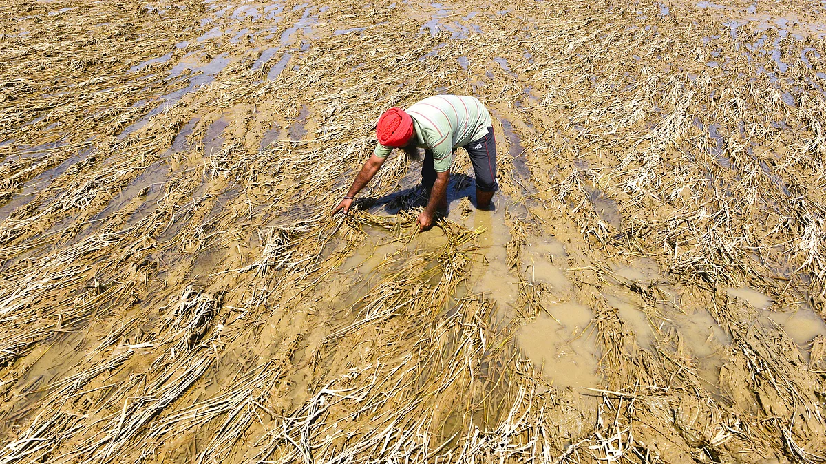 A farmer in his devastated field