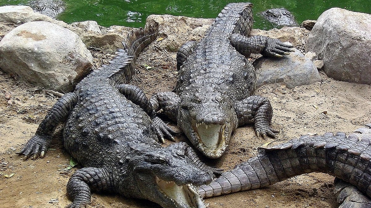 Two crocodiles escape zoo enclosure 