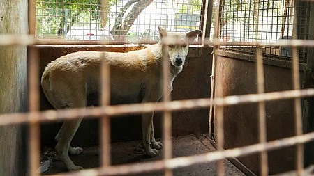 A lone stray dog wanders in quiet isolation.